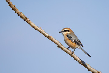 Bull headed shrike, it has a numbered tag on the leg, perches on a twig of bare tree in winter.
