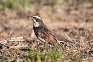 Portrait of a dusky thrush on the ground in winter.