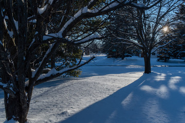 Winter scene that includes trees, snow and the sun