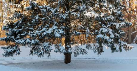 Winter scene that includes trees, snow and the sun