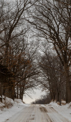 Winter scene that includes trees, snow and the sun