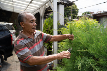 senior male asian gardening and trimming off leaf