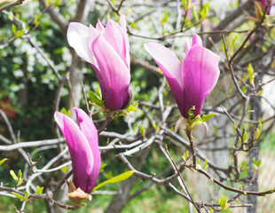 Beautiful branches with blossom in early spring