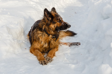 German Shepherd Dog lying in the snow and looking away