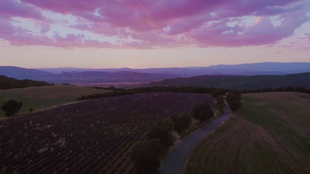 Aerial drone shot of dreamy milky sunrise or sunset in purple and pink colorful bright colors of new year pantone. Fields of farmland with blooming lavender flowers and plants