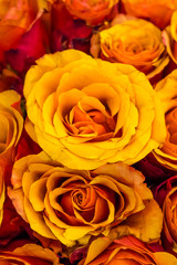 Flowers, orange roses