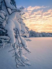 Close up from snow covered branches with sunrise and morning light at winter in Finland