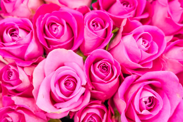 Flowers, pink roses
