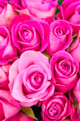 Flowers, pink roses