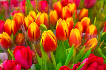 Flowers, tulips bouquet