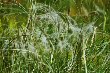 Sand - Federgras (Stipa borysthenica) im Nationalpark Lobau - Donauauen