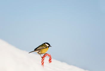 holiday card with bird by bird keeps the sweet red sweet white snow on the street on the background of blue sky