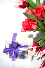 tulips on white background