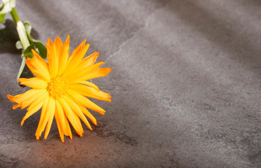 Calendula flower - Calendula officinalis. Text space