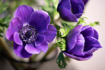 Obraz premium 紫色のアネモネ