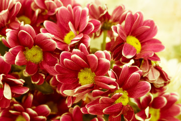 Beautiful flowers, with beautiful toning