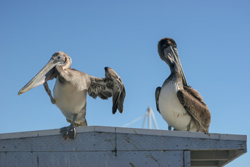 pelican on the beach