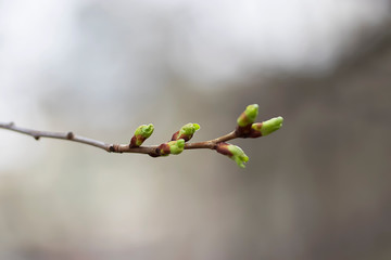 A branch of a tree with young green leaves.