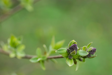 A branch of a tree with young green leaves. Concept of spring, growth and awakening.