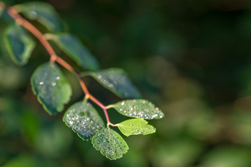 Dew drops glisten in the sun. Natural background.