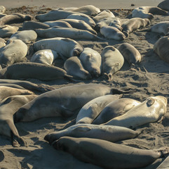 Fototapeta premium seals on the beach