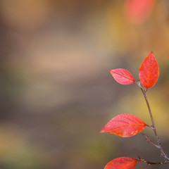 Autumn red leaves. Natural background