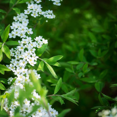 Beautiful natural background. Young green leaves and white spring flowers