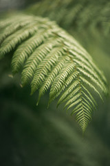 A macro shot of a fern leaf in the forest or garden. Concept of ecology, nature and growth. Summer background. Vertical image, outdoors.
