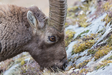 Stambecco alpino (Capra ibex)