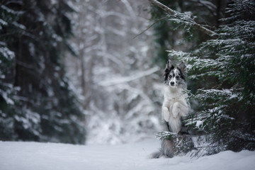 dog in winter by the trees. Pet ourdoors in the snowfall. Border collie in nature
