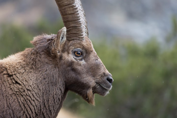 Stambecco alpino (Capra ibex)