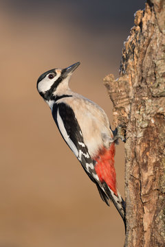 Picchio rosso maggiore europeo (Dendrocopos major)