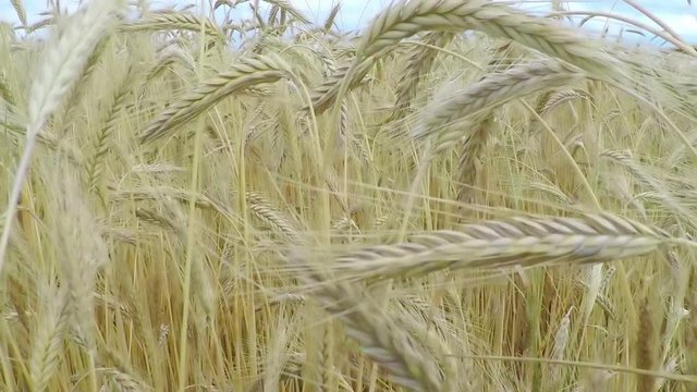 Ears of ripe wheat