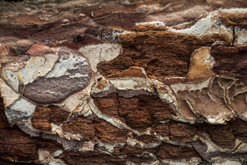 tree bark texture,abstract,backdrop,background,bark,brown,close-up,closeup,crimean,detail,dry,environment,forest,grey,illustration,lumber,macro,material,natural,nature,oak,old,pattern,plant,rough,surf