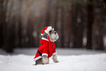 Dog breed Miniature Schnauzer in the winter forest