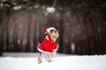 Dog breed Miniature Schnauzer in the winter forest