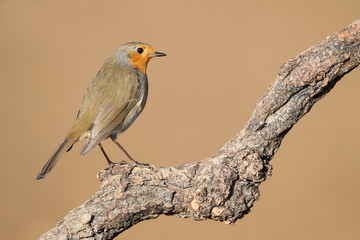 Magnifico ritratto di un pettirosso europeo (Erithacus rubecula)