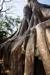 &Aacute;rbol milenario en templo Ta Prohm en Camboya.