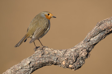 Magnifico ritratto di un pettirosso europeo (Erithacus rubecula)