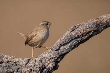 Uno dei più piccoli volatili del mondo, lo Scricciolo comune (Troglodytes troglodytes)