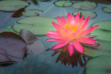 pink lotus flower in pond in the dark tone with sunlight. aquatic waterlily nature flower background.