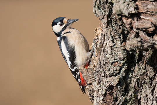 Picchio rosso maggiore europeo (Dendrocopos major)