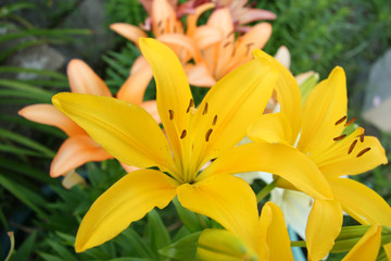 Obraz premium Asiatic lily close yellow