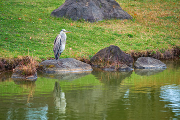 Grey heron (Ardea cinerea) on stone near water