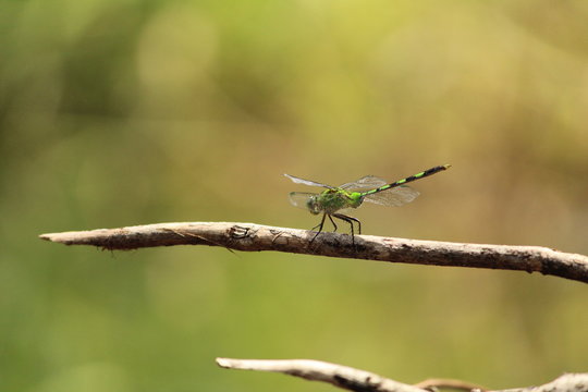 Dragonfly on barbed wire