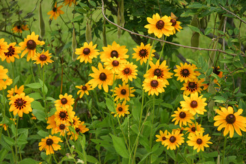 Obraz premium Rudbeckia black eyed susan