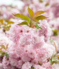 Sakura. Cherry blossom branch