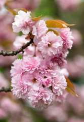 Sakura. Cherry blossom branch