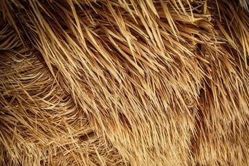 Stylishly beautiful sea umbrella background