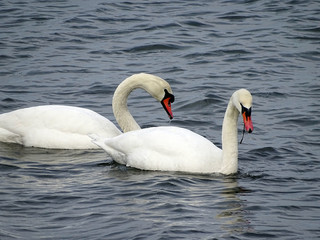 Naklejka premium two swans on the lake
